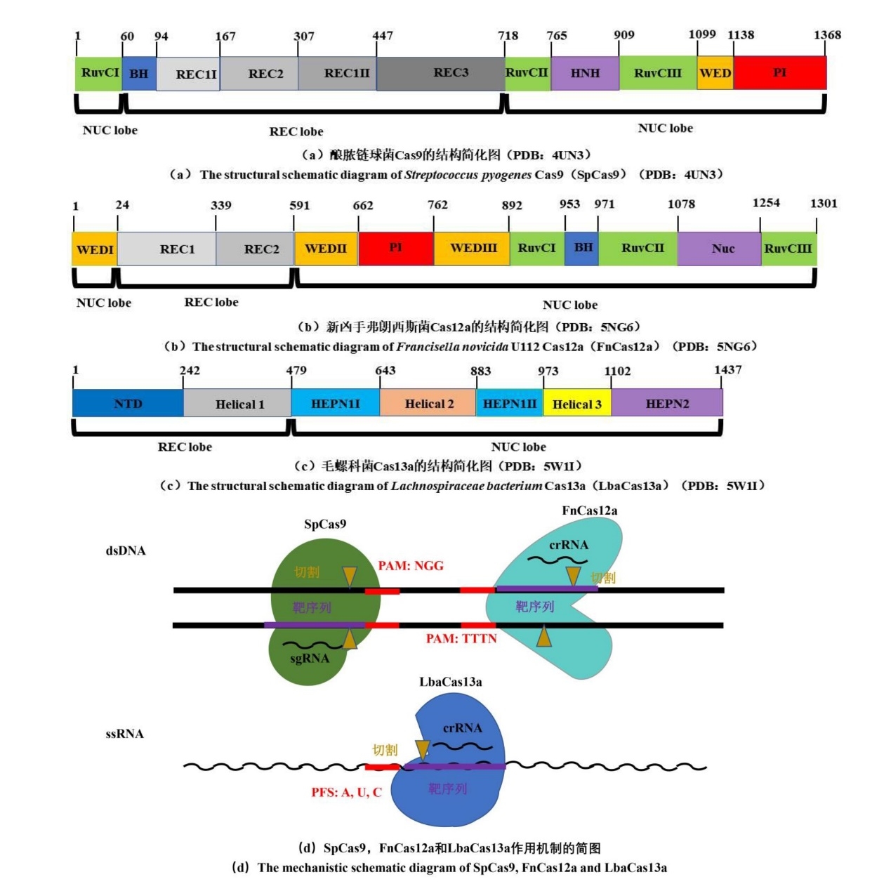 CRISPR Cas系统的挖掘改造与功能拓展