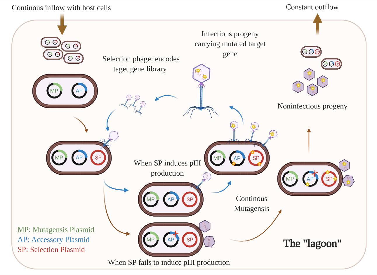 Recent Development Of Directed Evolution In Protein Engineering