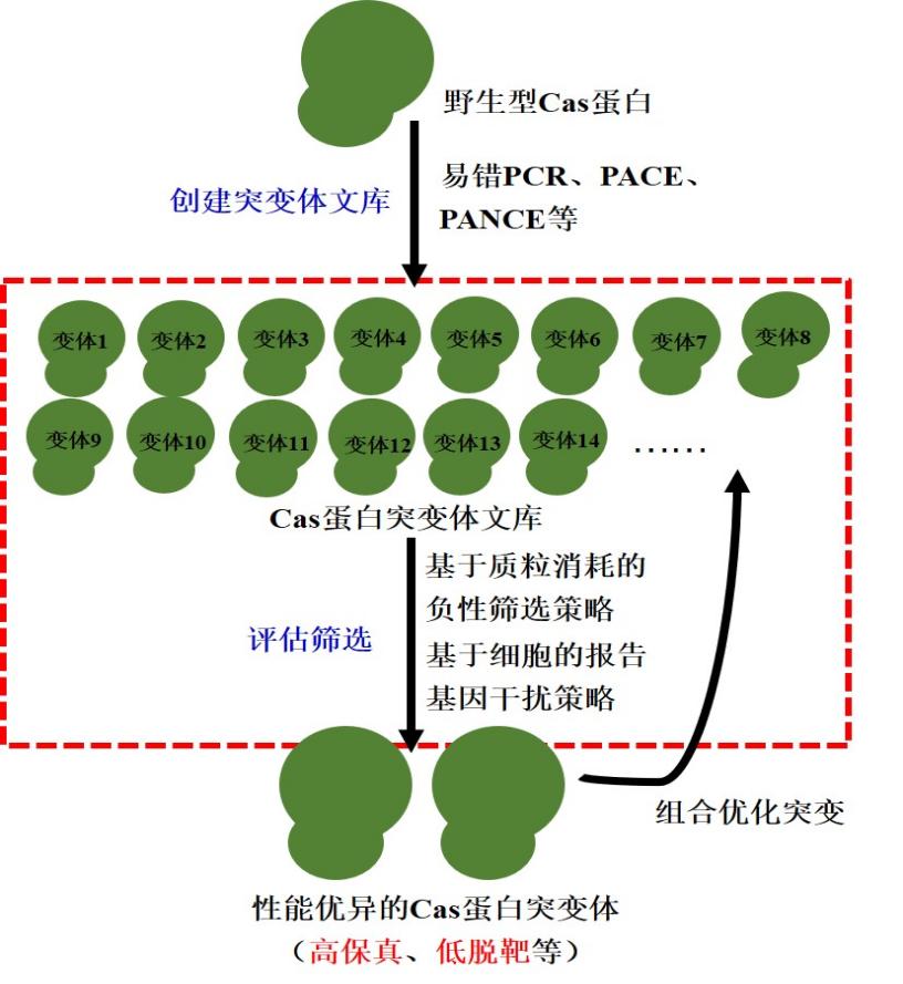 Crispr Cas系统的挖掘 改造与功能拓展