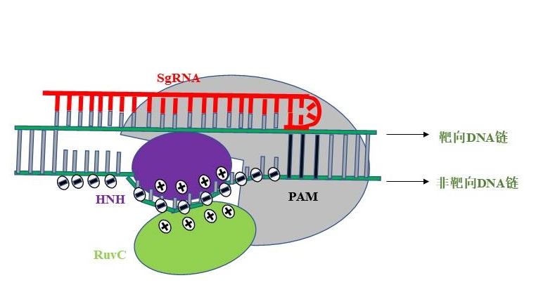 Crispr Cas系统的挖掘 改造与功能拓展