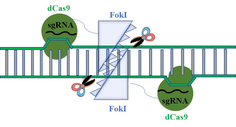 Crispr Cas系统的挖掘 改造与功能拓展