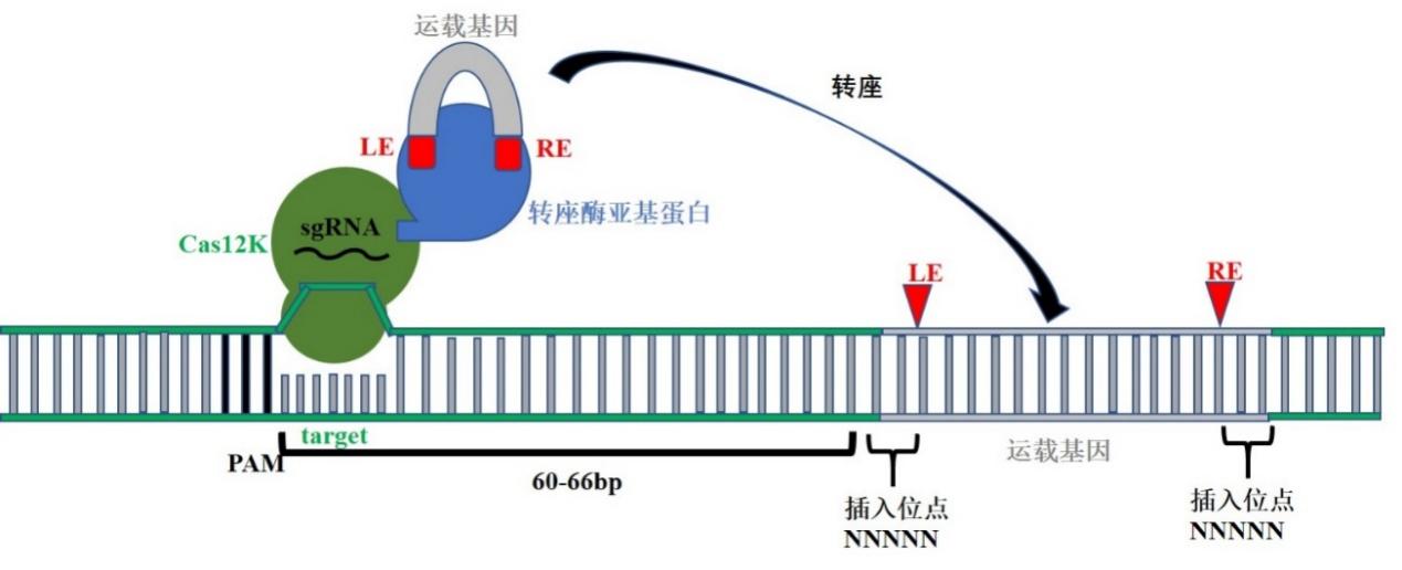 Crispr Cas系统的挖掘 改造与功能拓展