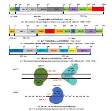 Crispr Cas系统的挖掘 改造与功能拓展