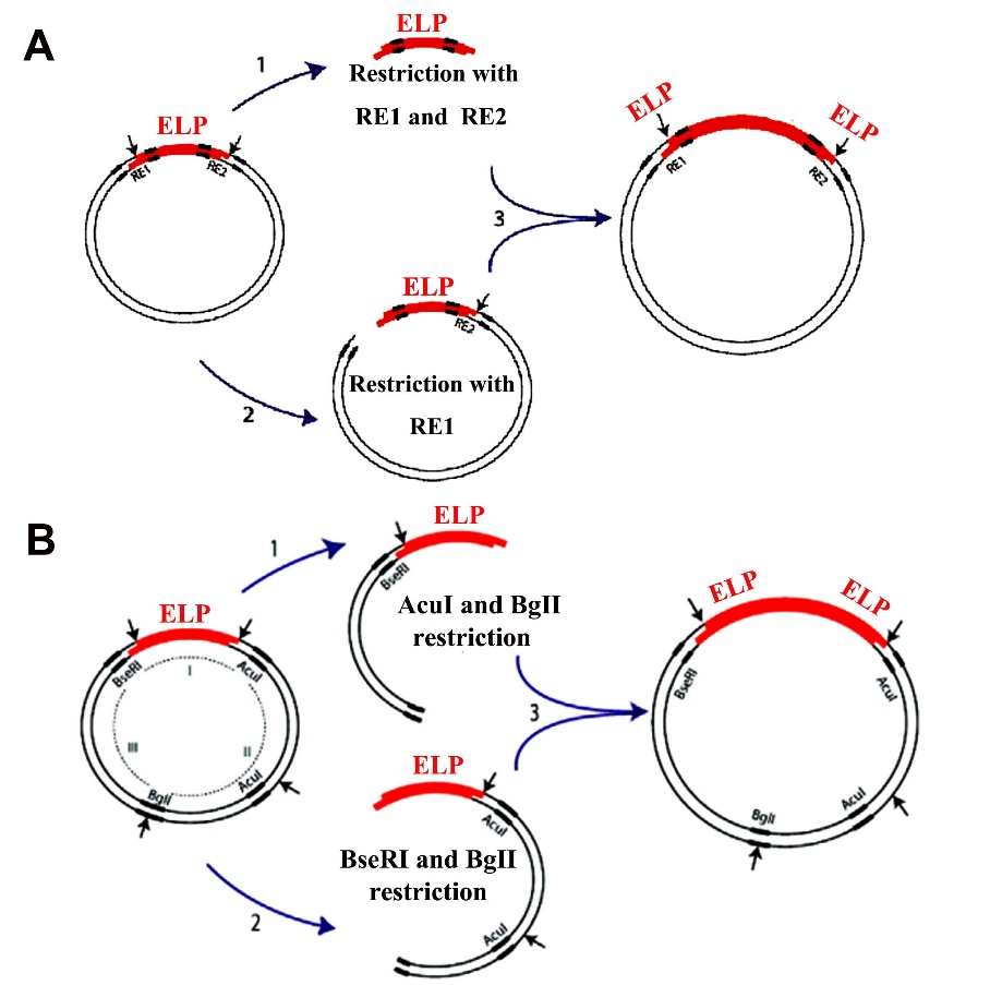 Biosynthesis of Elastin-Like Polypeptides and their applications in ...