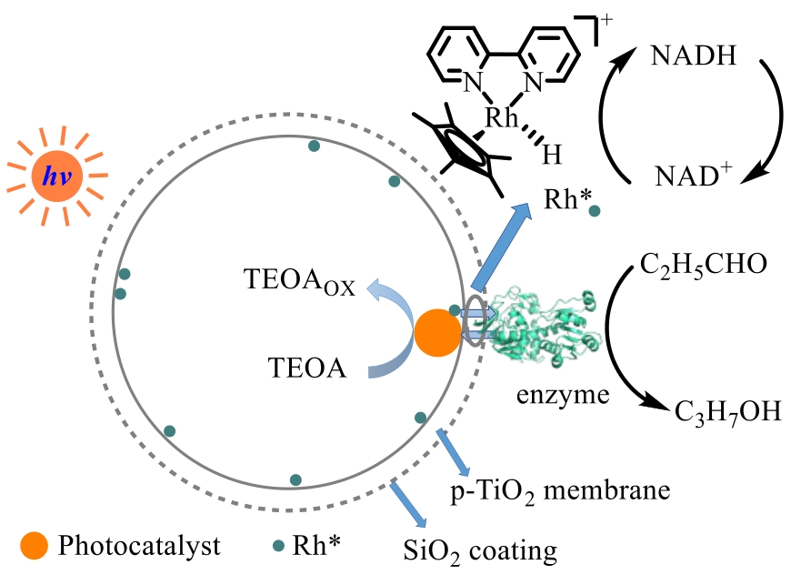 Recent Advances In Photoenzymatic Synthesis