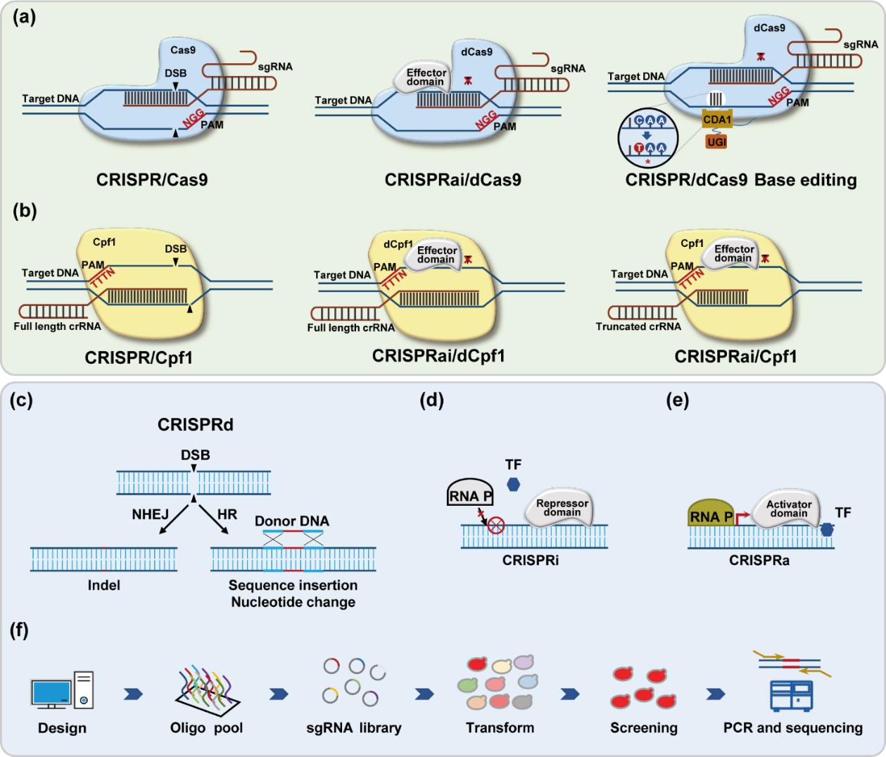 Rewiring and application of <i>Yarrowia lipolytica</i> chassis cell