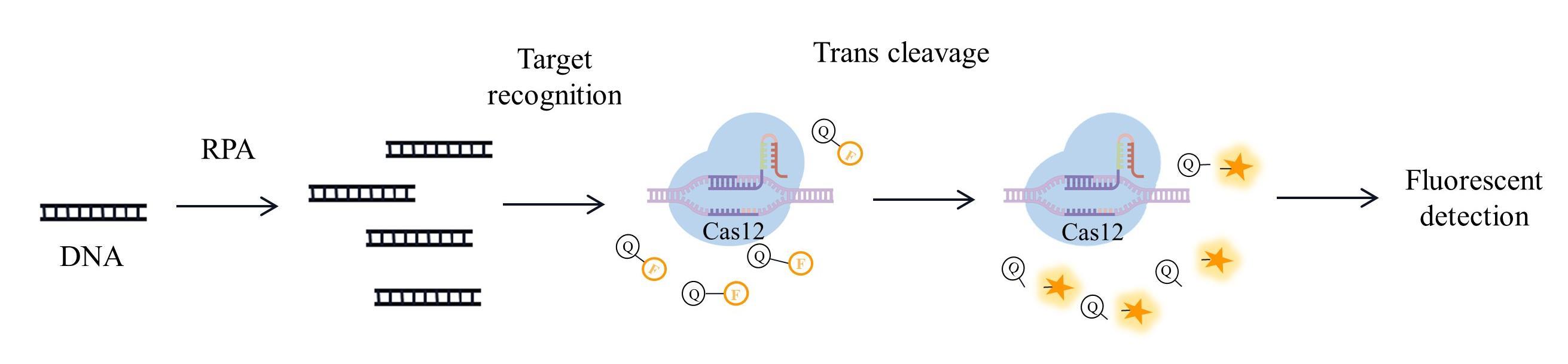 CRISPR-Cas系统在病原核酸检测中的研究进展