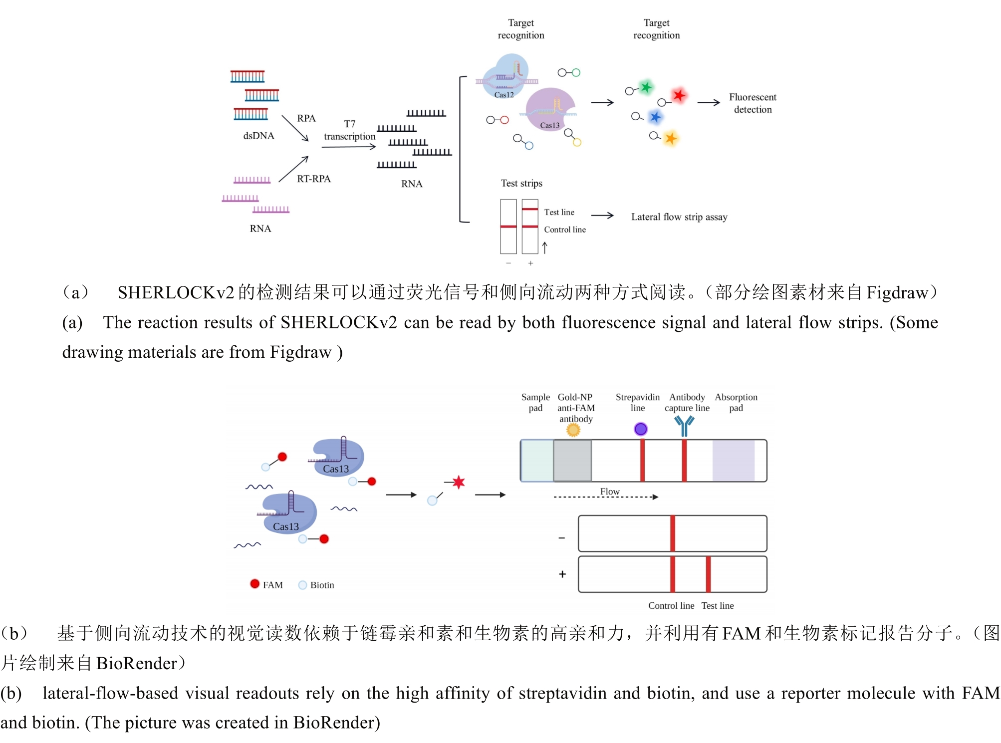 CRISPR-Cas系统在病原核酸检测中的研究进展