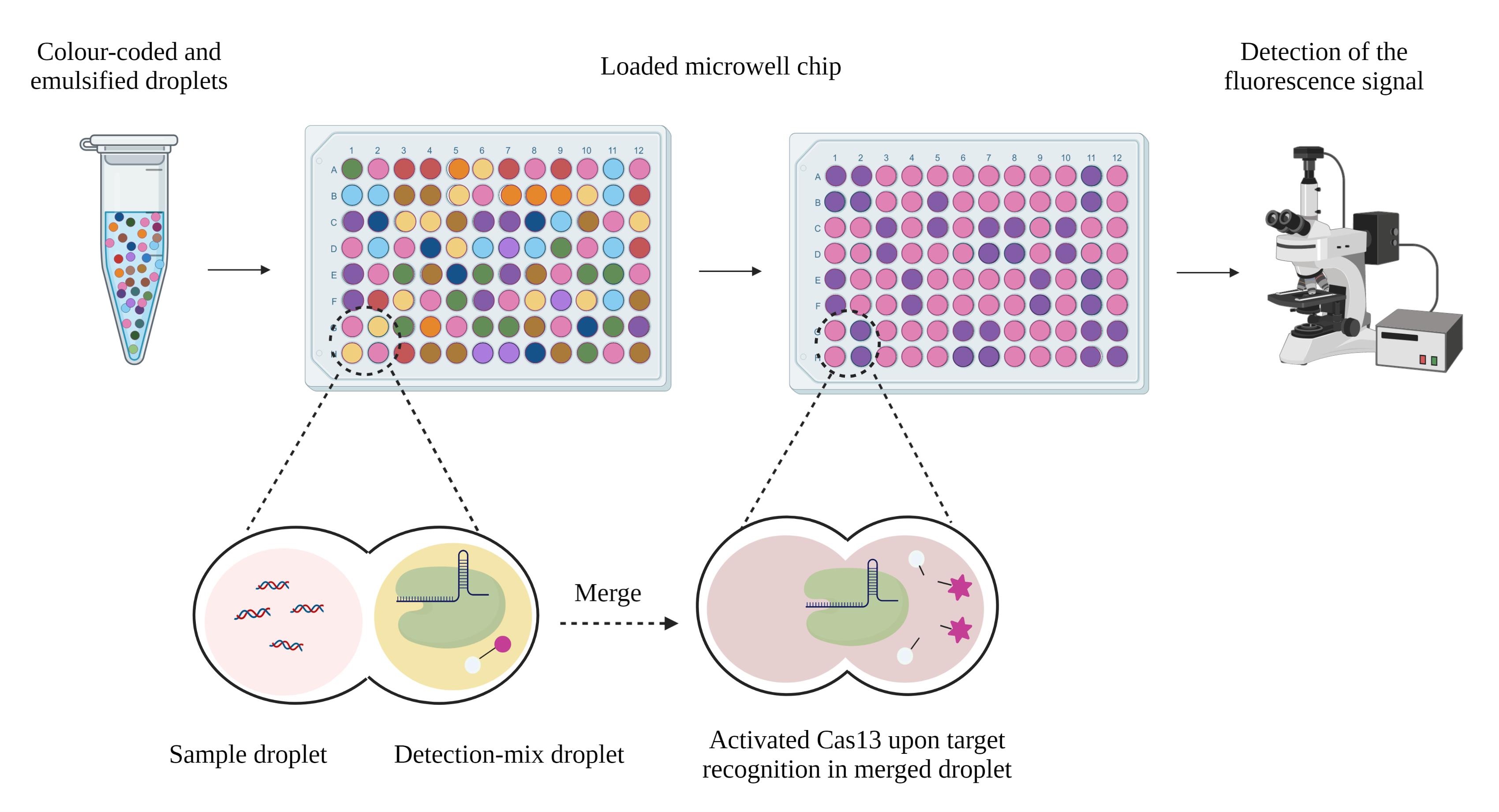 Research Progress Of CRISPR-Cas System In Pathogen Nucleic Acid Detection