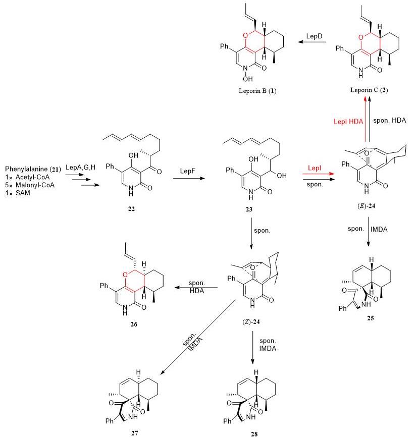 酶催化杂Diels-Alder反应