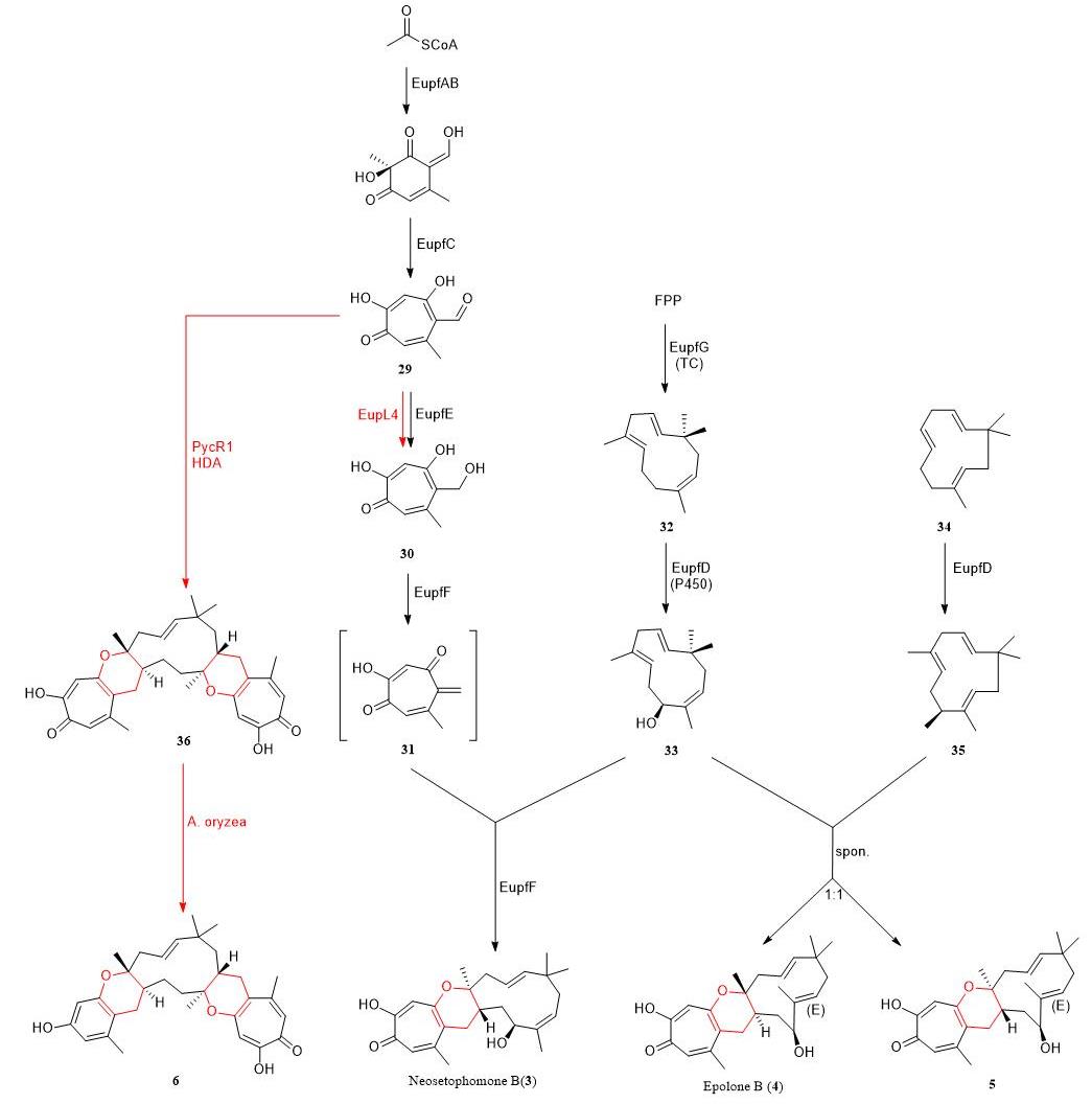 酶催化杂Diels-Alder反应