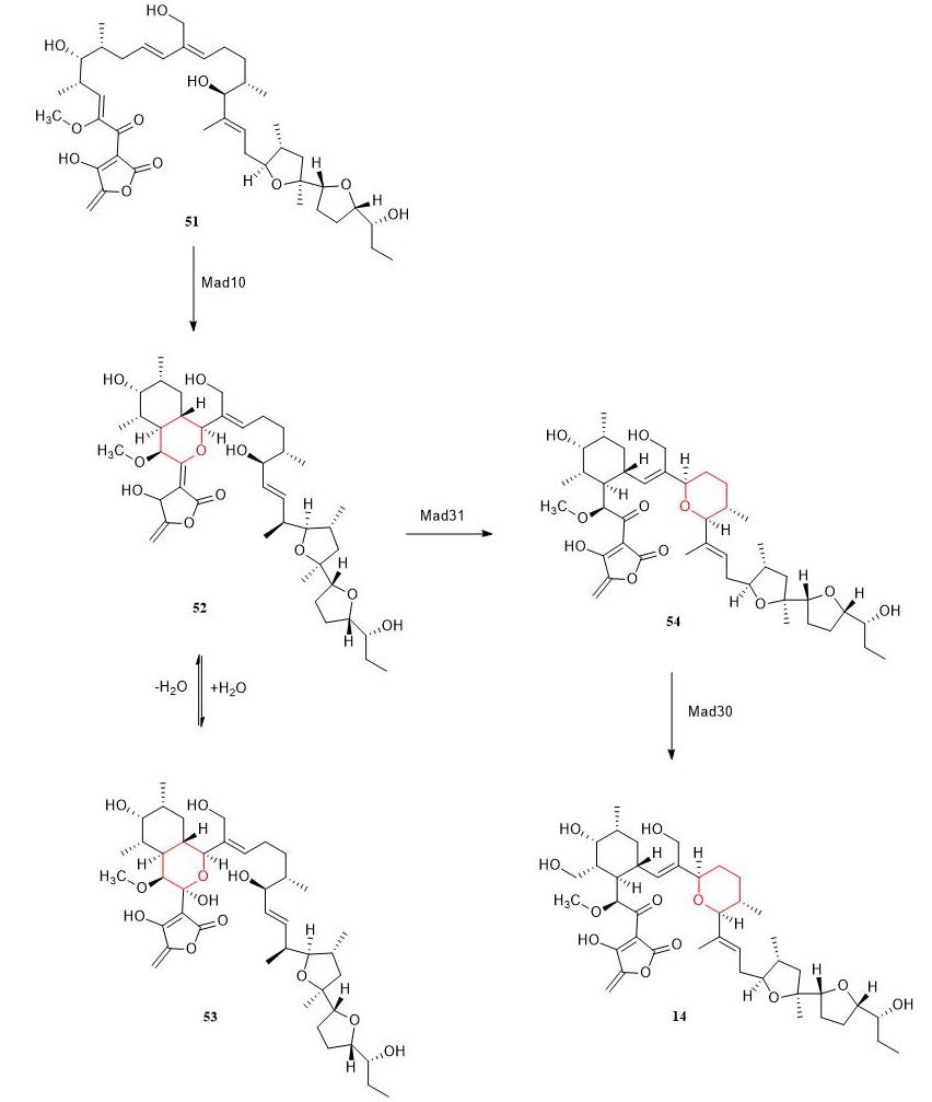 酶催化杂Diels-Alder反应