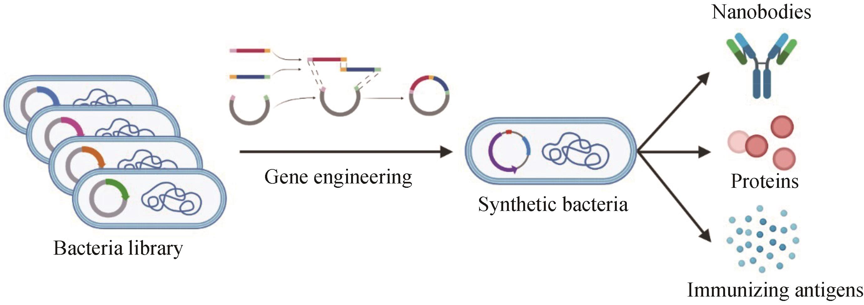 Applications of synthetic biology in disease diagnosis and treatment