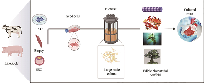 细胞培养肉用生物材料的设计